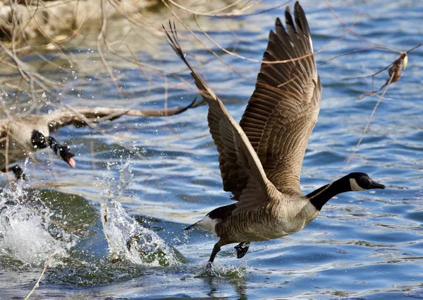 Vackra isolerade foto av en vild kanadagås som springer iväg från en rival — Stockfoto