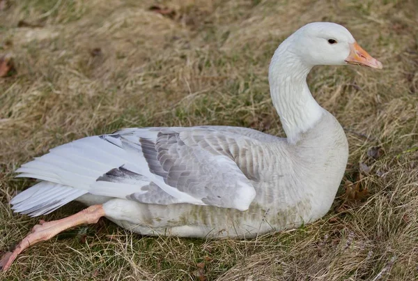 Beautiful isolated photo with a strong confident snow goose laying on the grass field — Stock Photo, Image