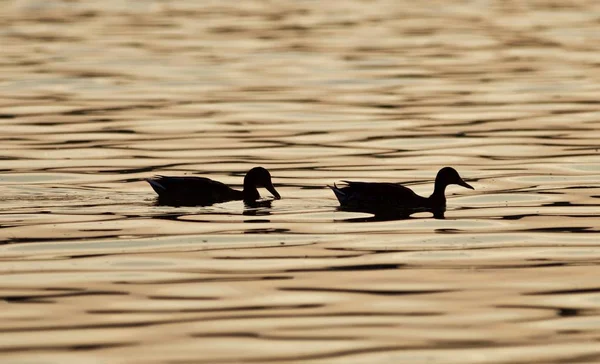 Belle image isolée de deux canards dans un lac au coucher du soleil — Photo
