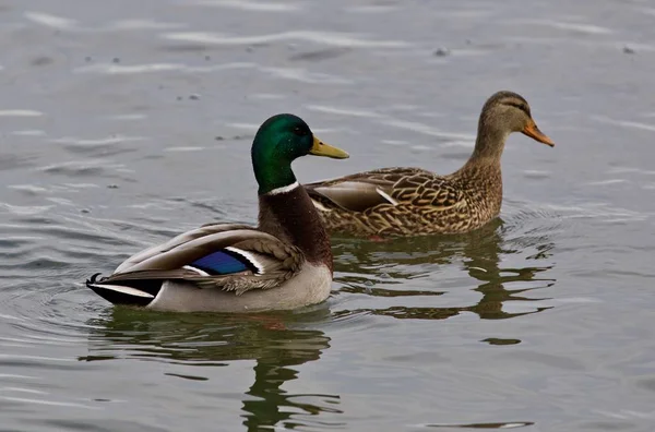 Fundo bonito com um par de mallards — Fotografia de Stock