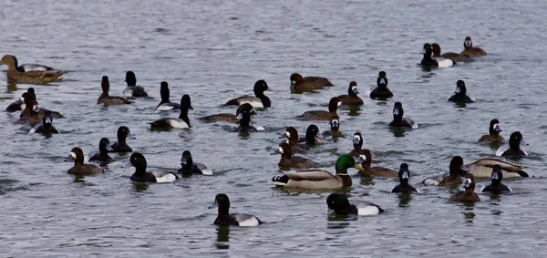 Красиве ізольоване зображення рою качок в озері — стокове фото