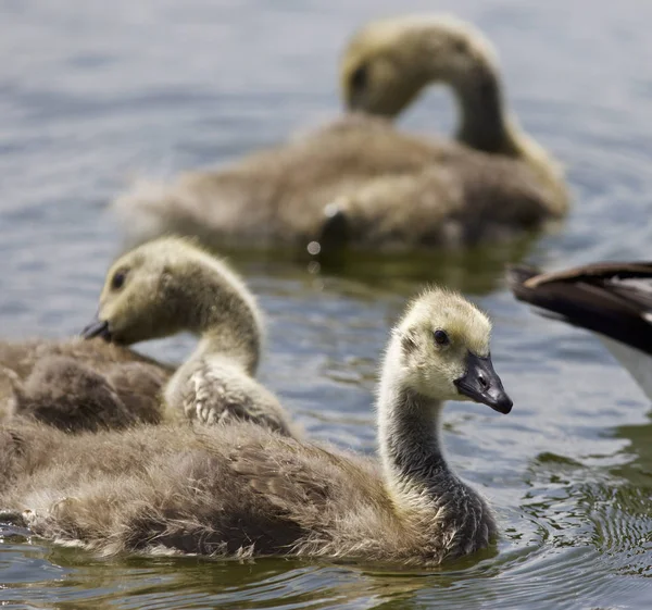 Beautiful isolated image with a family of the Canada geese — Stock Photo, Image