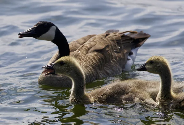 Hermosa imagen aislada de los polluelos del ganso de Canadá —  Fotos de Stock