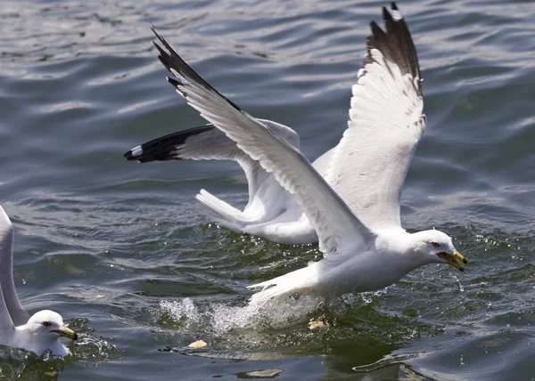 Bela foto isolada das gaivotas lutando pela comida — Fotografia de Stock