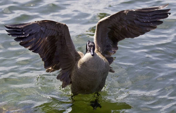 Mooi geïsoleerd beeld van een Canadese gans met de geopende vleugels — Stockfoto