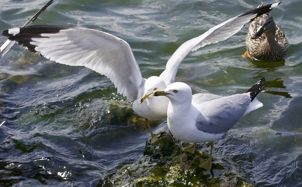Beautiful isolated image with the gulls fighting for the food — Stock Photo, Image