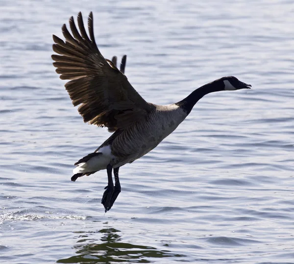 Bellissimo sfondo con un'oca canadese che decolla dall'acqua — Foto Stock