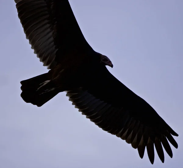 Cuadro aislado con un buitre en el cielo — Foto de Stock