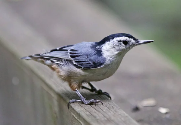 Photo isolée d'un oiseau de bruyère à poitrine blanche — Photo