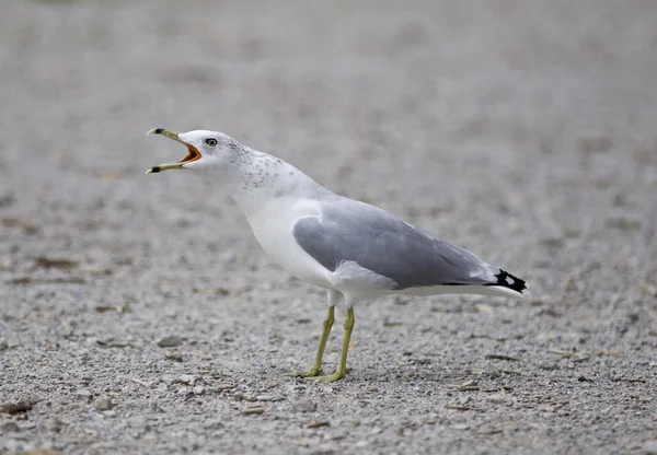 Drôle de photo isolée d'une mouette hurlante — Photo