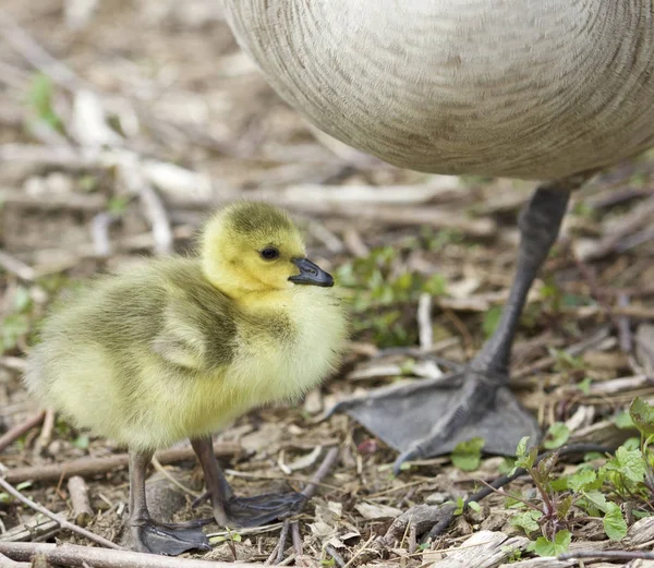 Beautiful photo of a chick standing near a big goose — Stock Photo, Image