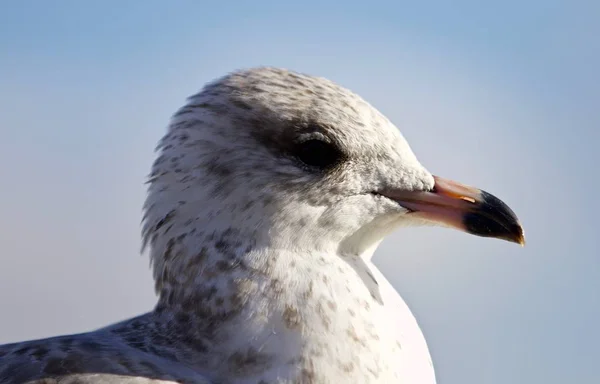 Amazing isolated image of a cute gull — Stock Photo, Image