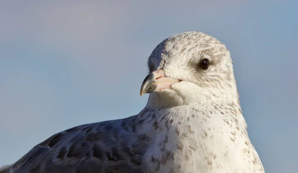 Incroyable photo isolée d'une belle mouette — Photo