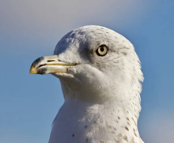 Erstaunliche Bild einer niedlichen schönen Möwe und einem Himmel — Stockfoto