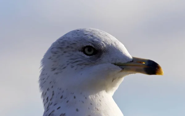 Erstaunliches Porträt einer niedlichen schönen Möwe — Stockfoto