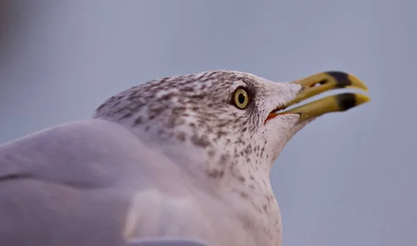 Isoliertes Foto einer furchterregenden Möwe — Stockfoto