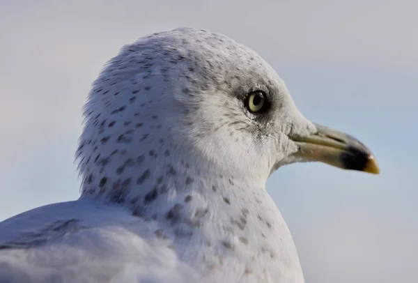 Erstaunliches Porträt einer niedlichen Möwe — Stockfoto