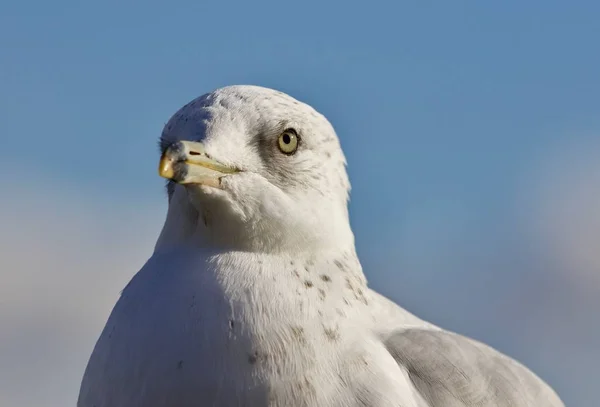 Schönes isoliertes Bild einer Möwe und eines Himmels — Stockfoto