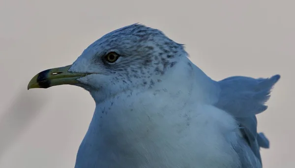 Fundo bonito com uma gaivota bonito no tempo ventoso — Fotografia de Stock