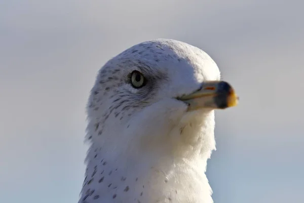 Retrato incrível de uma linda gaivota bonito — Fotografia de Stock