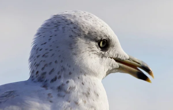 Erstaunliches Porträt einer süßen schönen Möwe mit geöffnetem Schwanz — Stockfoto