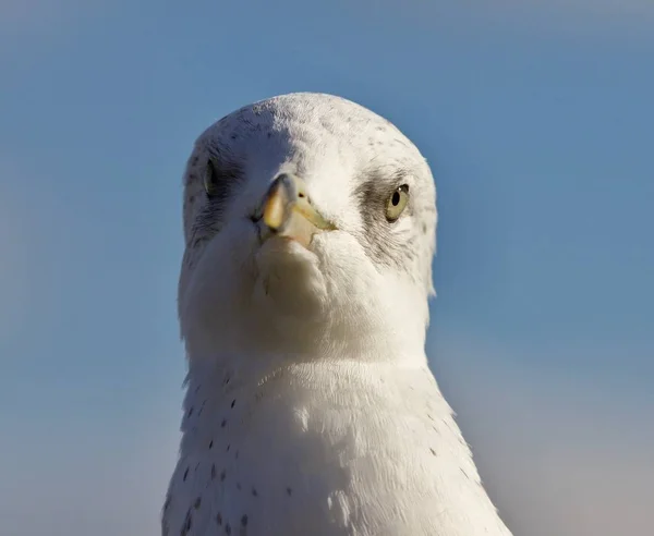 Isoliertes Foto einer lustigen Möwe — Stockfoto