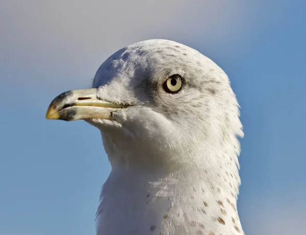 Erstaunliches Porträt einer niedlichen Möwe — Stockfoto