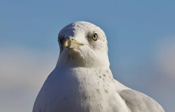 Fundo bonito com uma gaivota e um céu — Fotografia de Stock