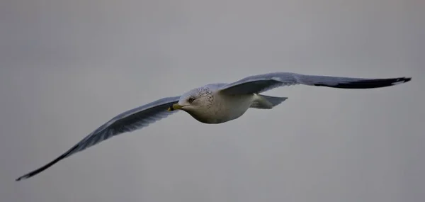 Beautiful isolated photo of a flying gull — Stock Photo, Image