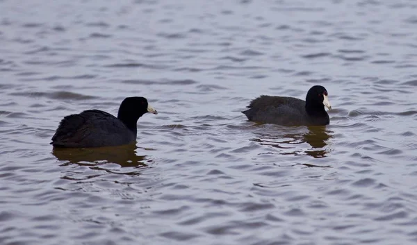 Beau fond avec deux étonnantes foulques américaines dans le lac — Photo