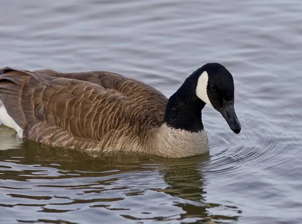 Beautiful isolated photo with a cute Canada goose in the lake — Stock Photo, Image