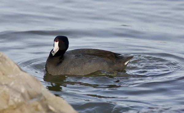 Beautiful background with amazing american coot in the lake — Stock Photo, Image