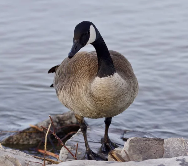Beautiful isolated image with a cute Canada goose on the shore — Stock Photo, Image