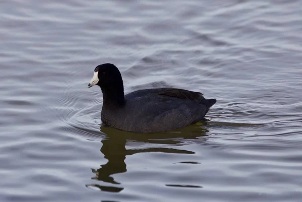 Imagem bonita com incrível coot americano no lago — Fotografia de Stock