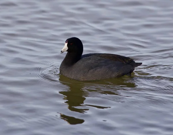 湖に面白いアメリカの coot と美しい写真 — ストック写真