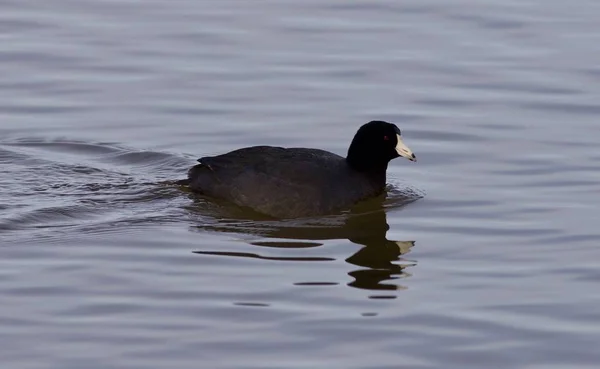 Belle image avec drôle bizarre américaine foulard dans le lac — Photo