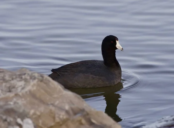 Belle image avec drôle bizarre américaine foulard dans le lac — Photo