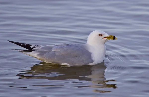 Imagem isolada bonita com uma gaivota nadando no lago — Fotografia de Stock