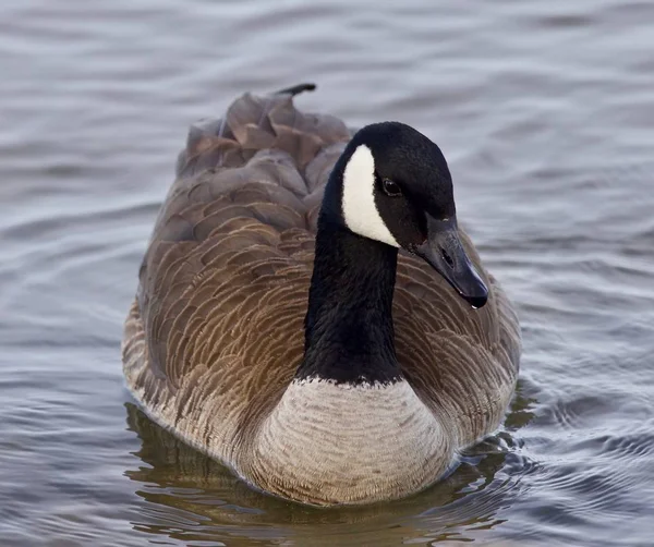 Beautiful image with a cute Canada goose in the lake — Stock Photo, Image