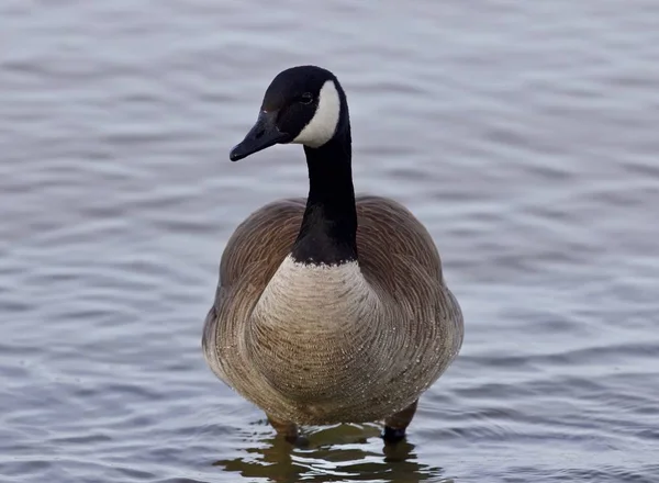 Beautiful isolated photo with a cute Canada goose in the lake — Stock Photo, Image