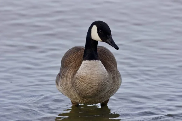 Schönes Bild mit einer süßen Kanadagans im See — Stockfoto