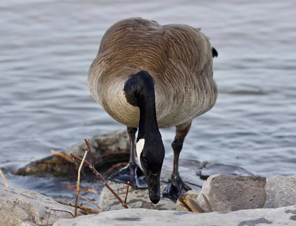 Schöne isolierte Foto einer niedlichen Kanada-Gans am Ufer — Stockfoto