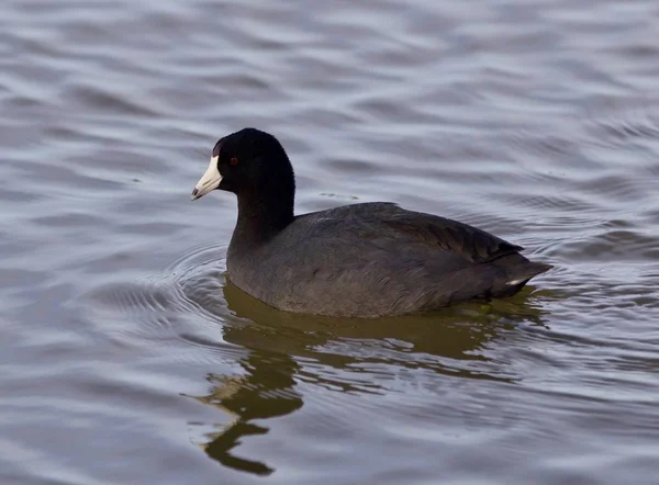 湖で驚くべきアメリカの coot と美しい背景 — ストック写真