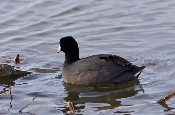 Schöne Bild mit erstaunlichen amerikanischen Blässhühner im See — Stockfoto