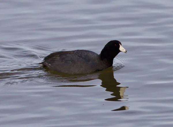 Beau fond avec une incroyable foulque américaine dans le lac — Photo