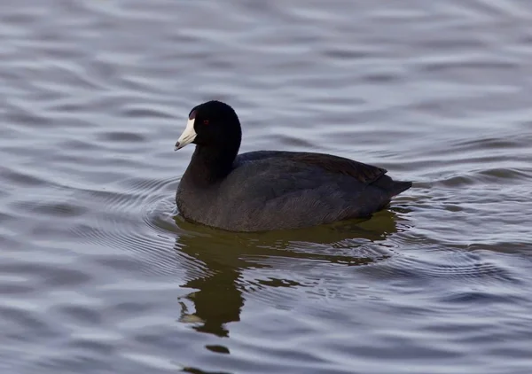 Hermosa imagen con divertido extraño americano coot en el lago —  Fotos de Stock