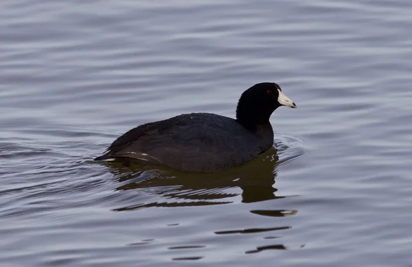 湖で驚くべきアメリカの coot と美しい背景 — ストック写真