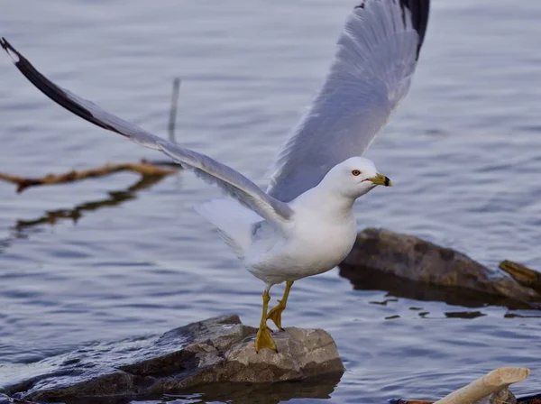 Mooi geïsoleerd beeld met een meeuw opstijgen vanaf de kust — Stockfoto