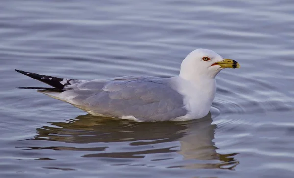 Imagem isolada bonita com uma gaivota de natação — Fotografia de Stock
