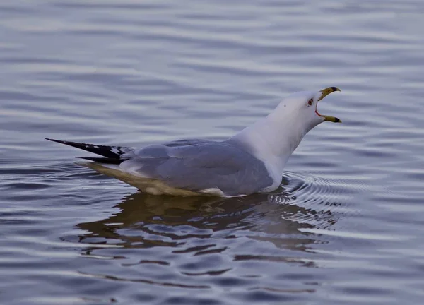 Hermosa imagen aislada con una gaviota nadando y gritando — Foto de Stock